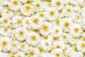 Roman chamomile